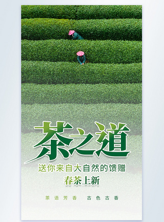 茶叶上新茶文化新茶上新摄影图海报模板