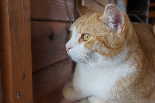 猥琐猫微笑意味深长瞅着看着围观实用小图片_