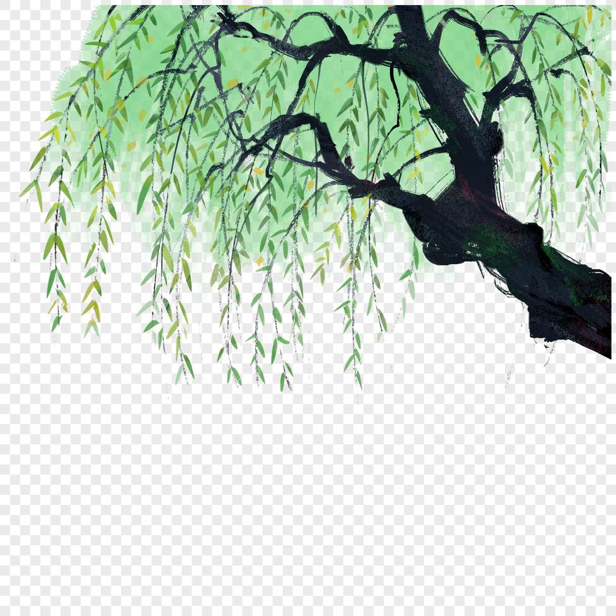 柳树
