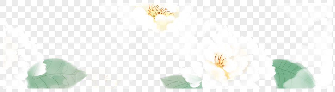 鲜花花卉白花高清图片