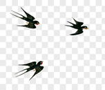 燕子图片