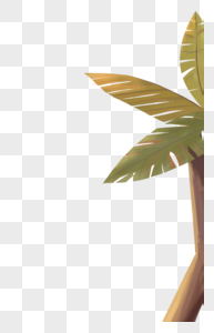 一颗椰子树图片