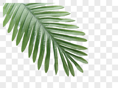 绿色植物叶子元素高清图片