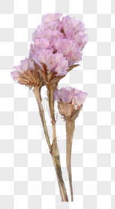 花卉植物抠图素材高清图片