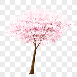 一颗樱花树图片