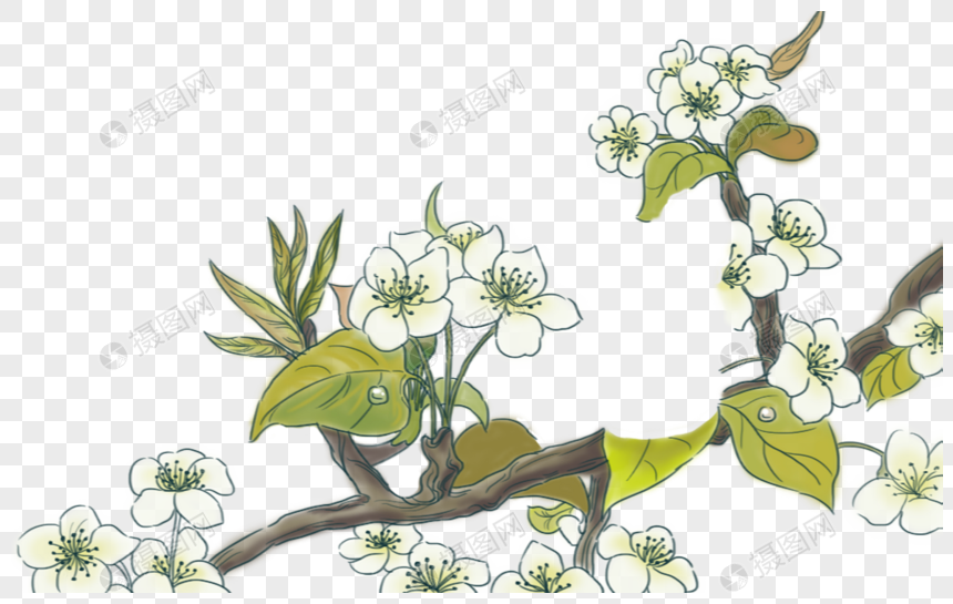 手绘白色花卉图片