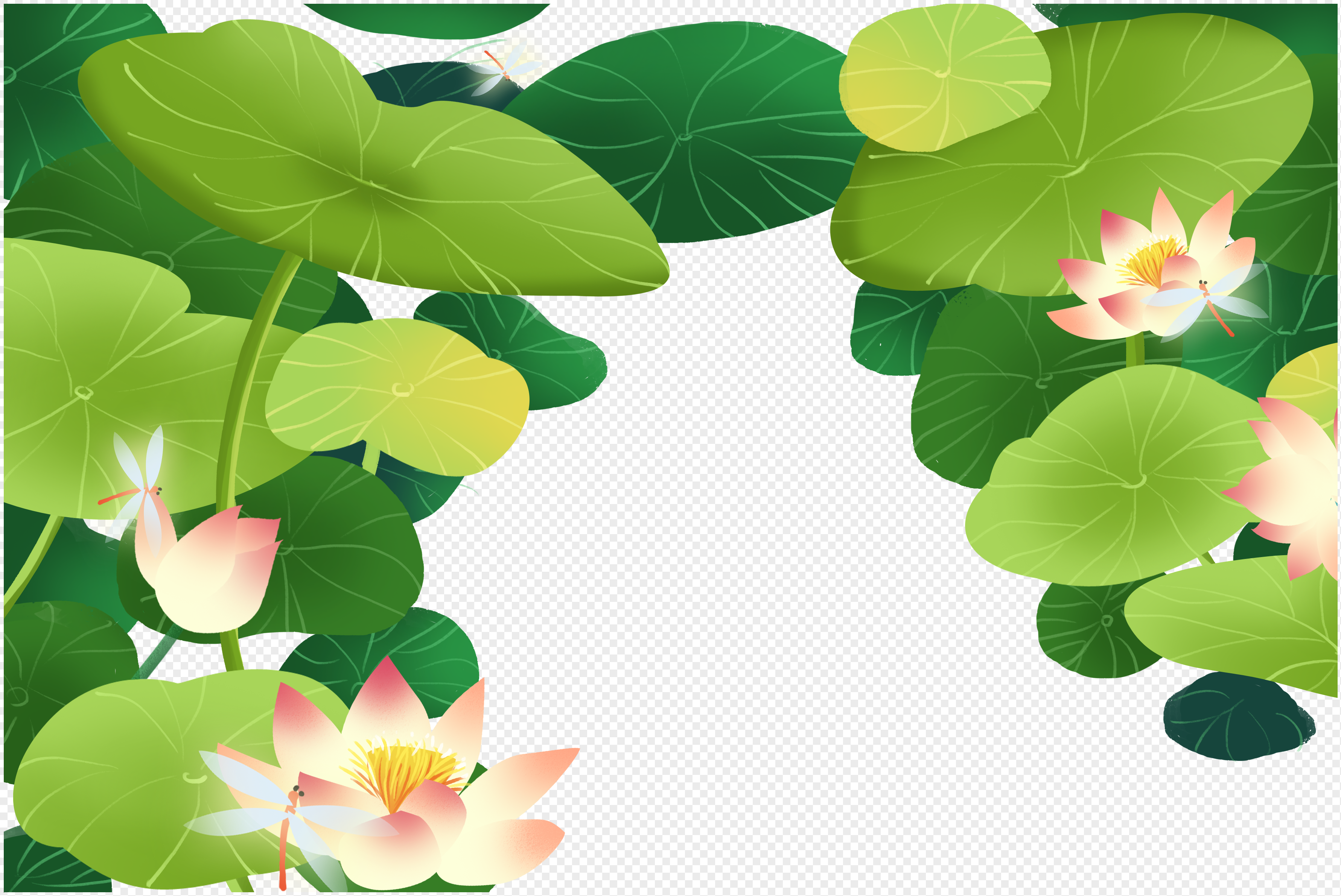 荷花荷叶