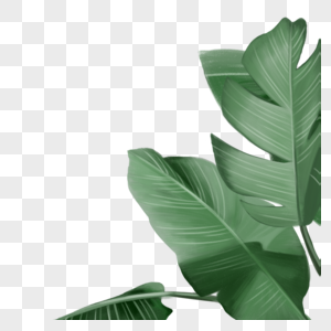 热带叶子树叶高清图片素材