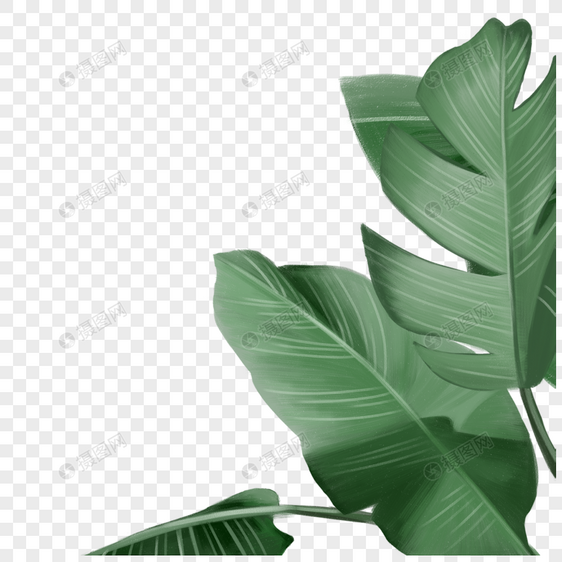 热带叶子图片