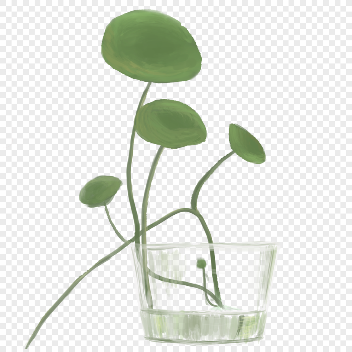水培植物