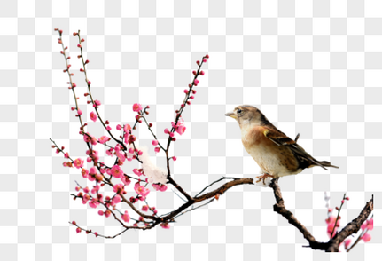 梅花与鸟小寒高清图片素材