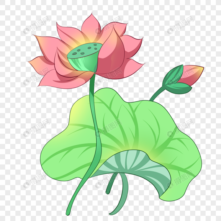手绘夏日荷花