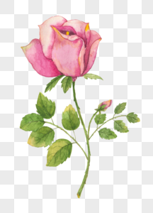 玫瑰元素月季花朵高清图片