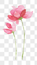 粉色的水彩花卉素材元素图片
