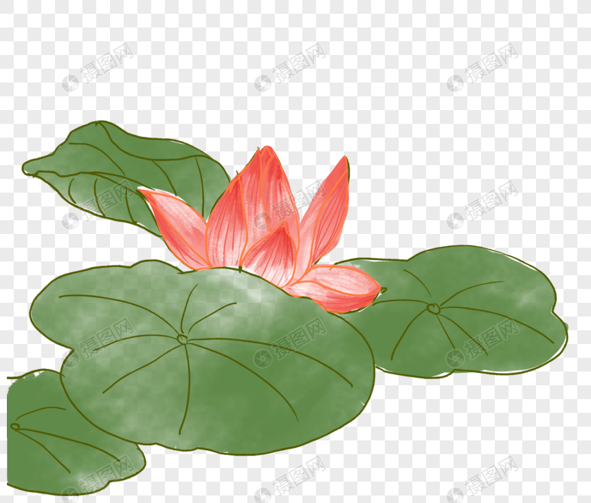 荷花荷叶