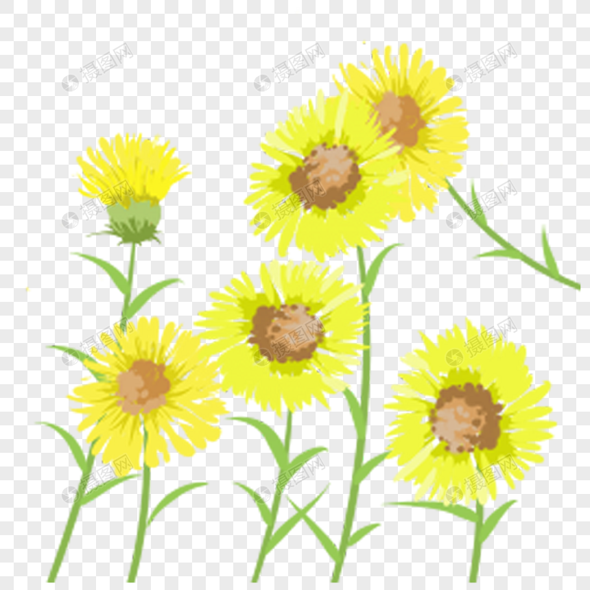 黄色的小花图片