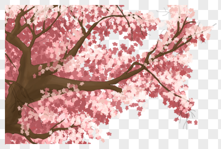 一棵樱花树_一棵樱花树图片大全_一棵樱花树背景图片