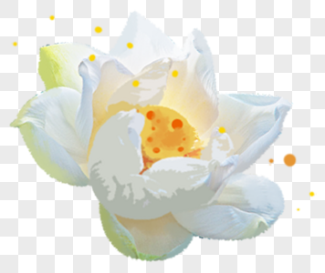白色的小花手绘白色花卉高清图片