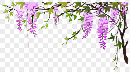 紫色花藤图片