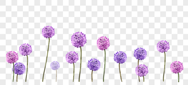 紫色蒲公英图片