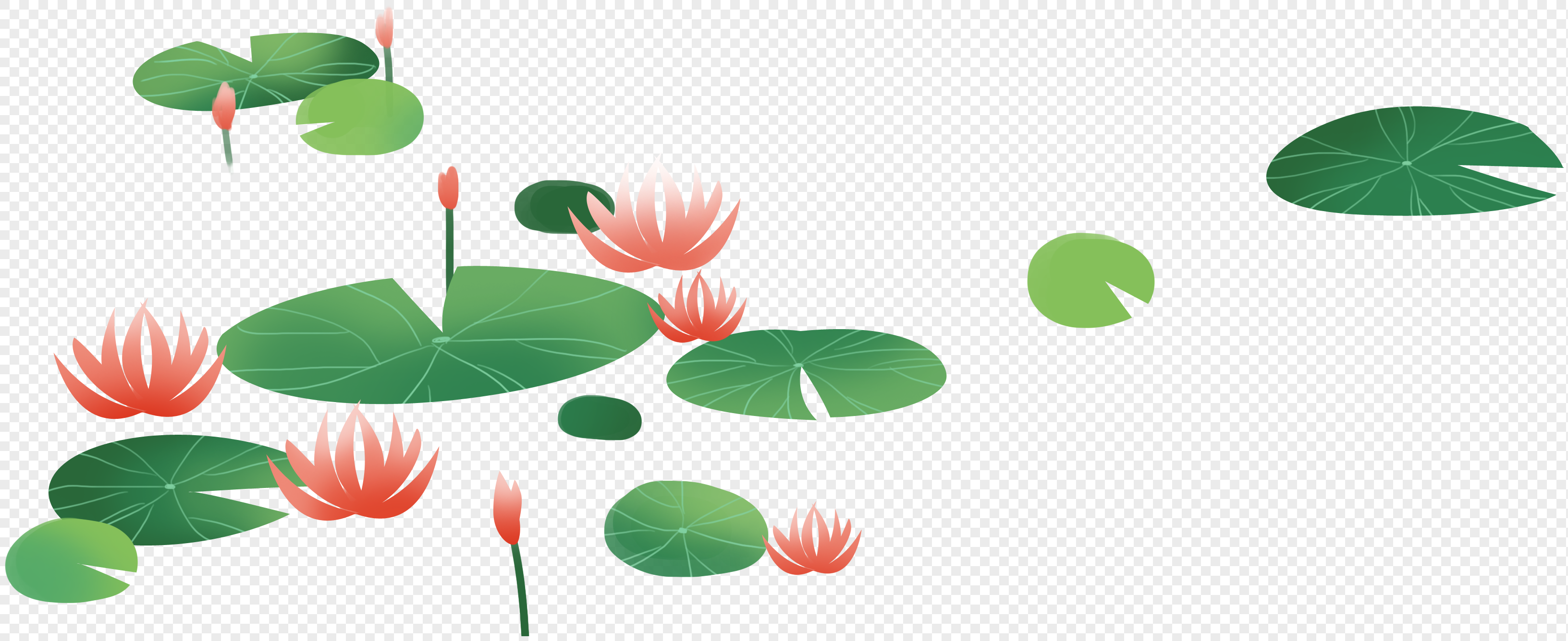 荷花