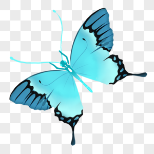 蓝色的 蝴蝶图片