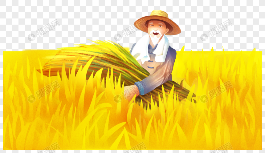 农民收稻子图片