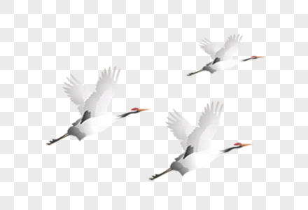飞翔白鹤图片