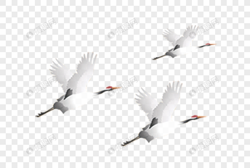 飞翔白鹤图片