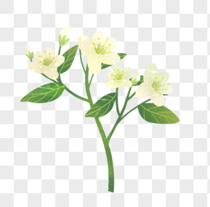 白色花枝图片