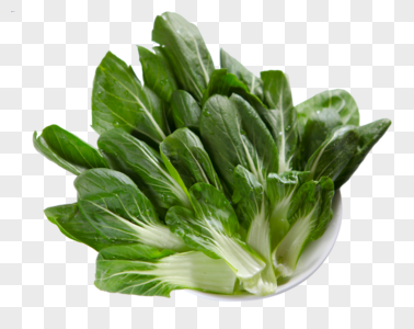 油菜小青菜绿色蔬菜高清图片