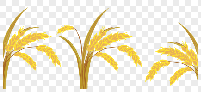 金色的小麦庄家成熟高清图片