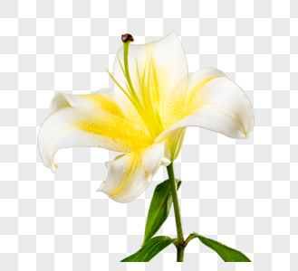 花元素淡雅的白色百合花高清图片