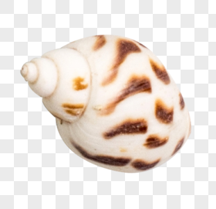 海螺生物海螺高清图片