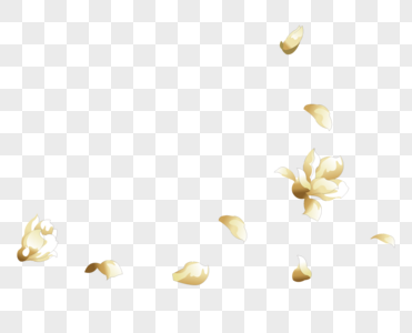 玉兰花花瓣图片