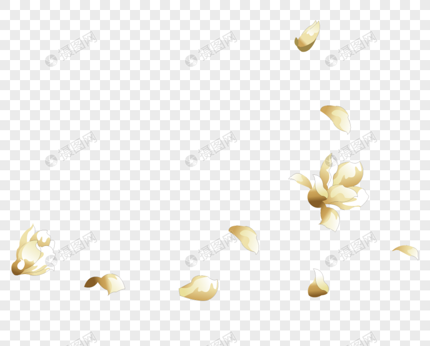 玉兰花花瓣图片