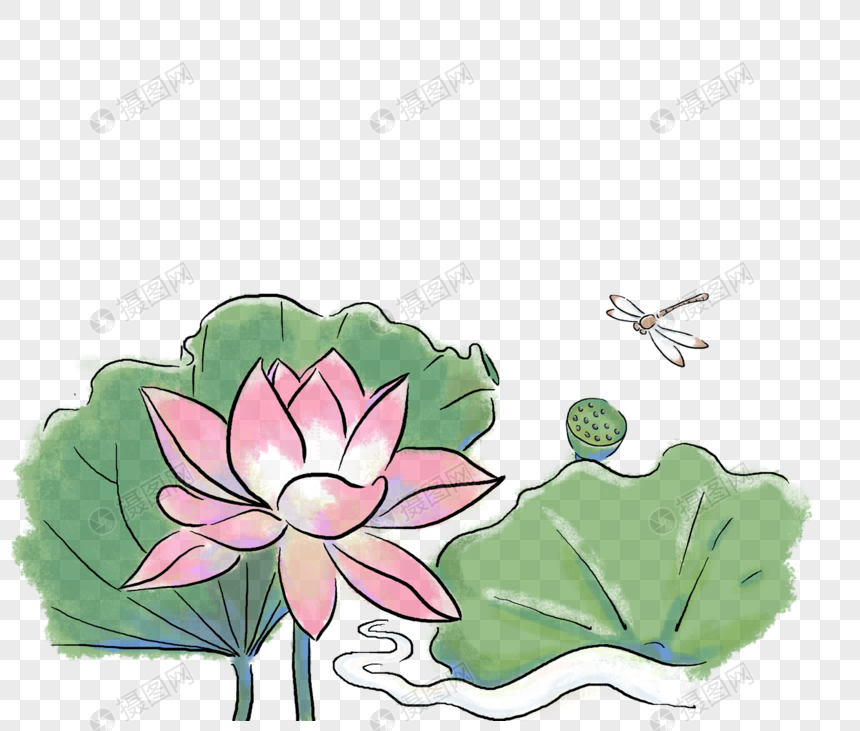 荷花荷叶