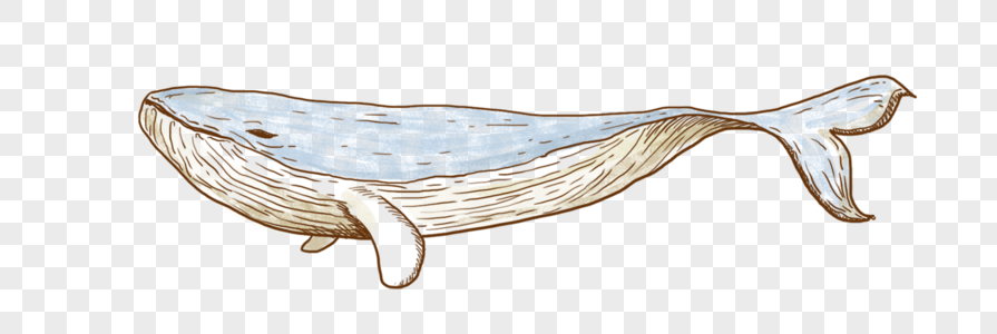 线条鲸鱼图片