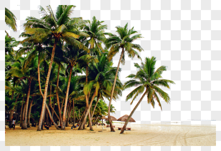 沙滩素材沙滩椰树素材