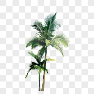 沙滩椰树黄绿色椰子树高清图片
