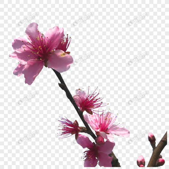 粉嫩桃花枝元素素材png格式_设计素材免费下载_vrf_摄