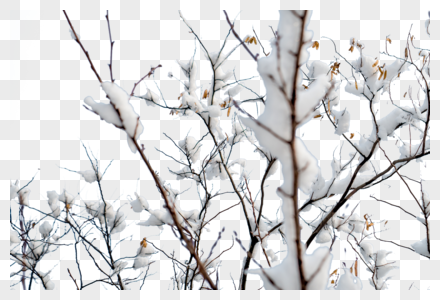 雪中白色树枝图片