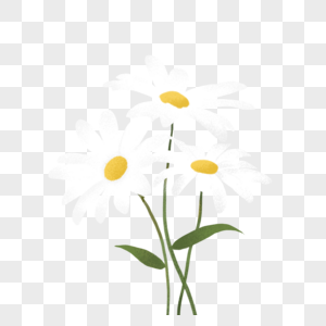 手绘白色菊花插画素材图片