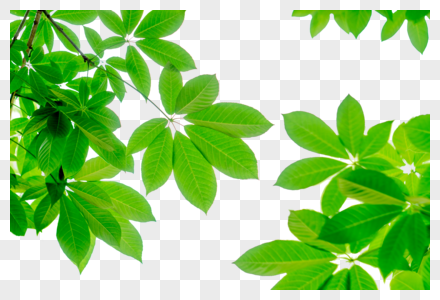 绿色树叶边角装饰高清图片