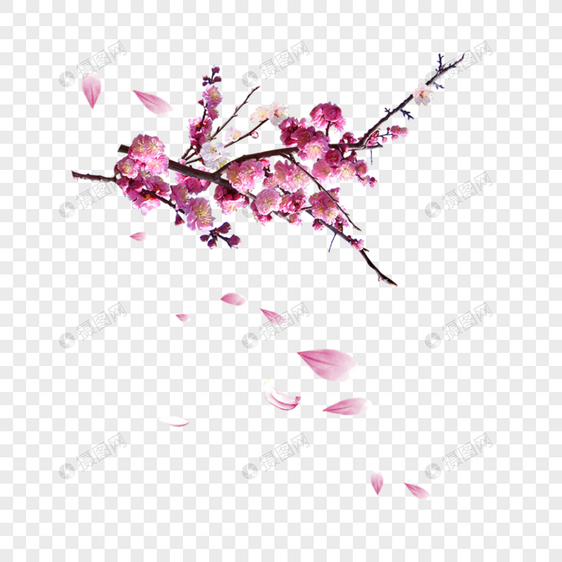 杏花落叶元素素材png格式_设计素材免费下载_vrf高清