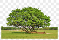 桑葚树木图片