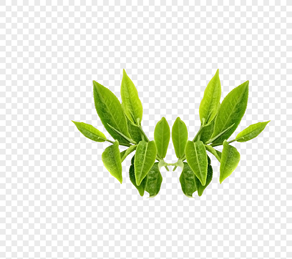 福鼎白茶什么好处