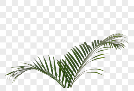 绿色植物椰树叶高清图片