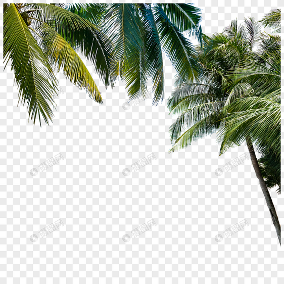 椰子树叶图片