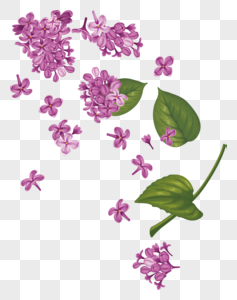 水彩画紫荆花图片素材